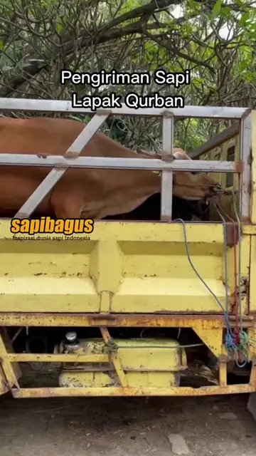 Pengiriman-Sapi-Menuju-Lapak-Qurban-2023